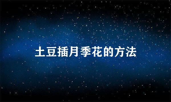 土豆插月季花的方法