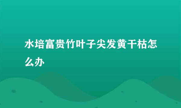 水培富贵竹叶子尖发黄干枯怎么办