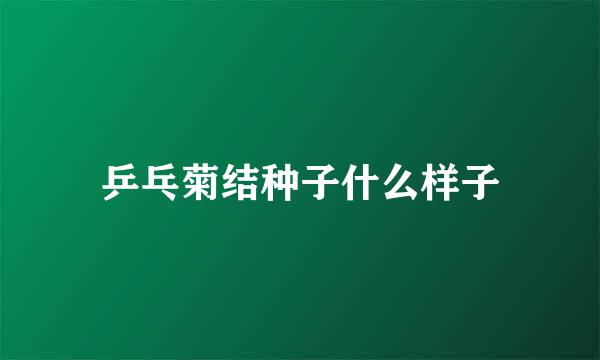 乒乓菊结种子什么样子