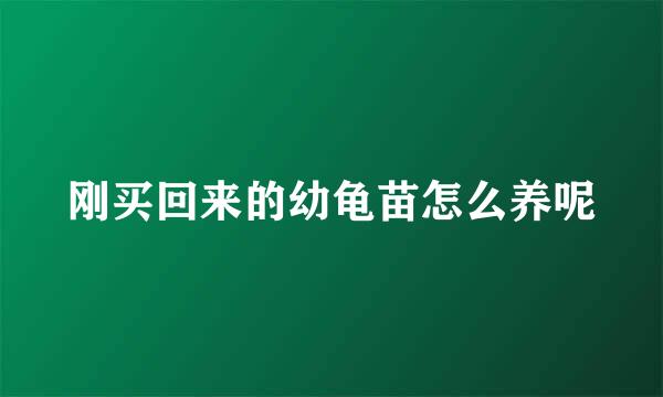 刚买回来的幼龟苗怎么养呢