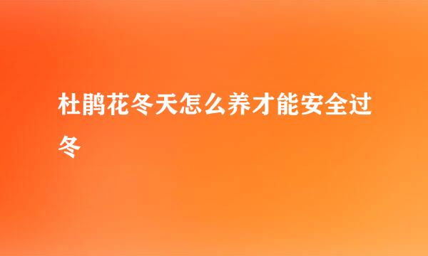 杜鹃花冬天怎么养才能安全过冬