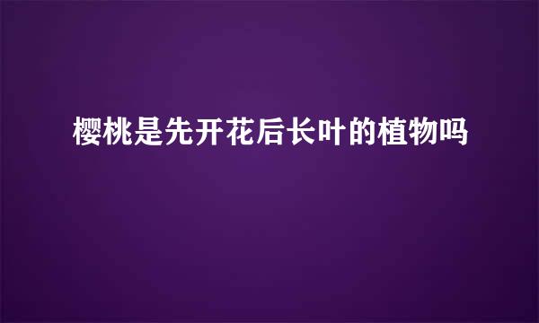 樱桃是先开花后长叶的植物吗