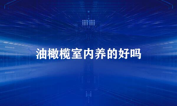 油橄榄室内养的好吗