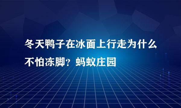 冬天鸭子在冰面上行走为什么不怕冻脚？蚂蚁庄园