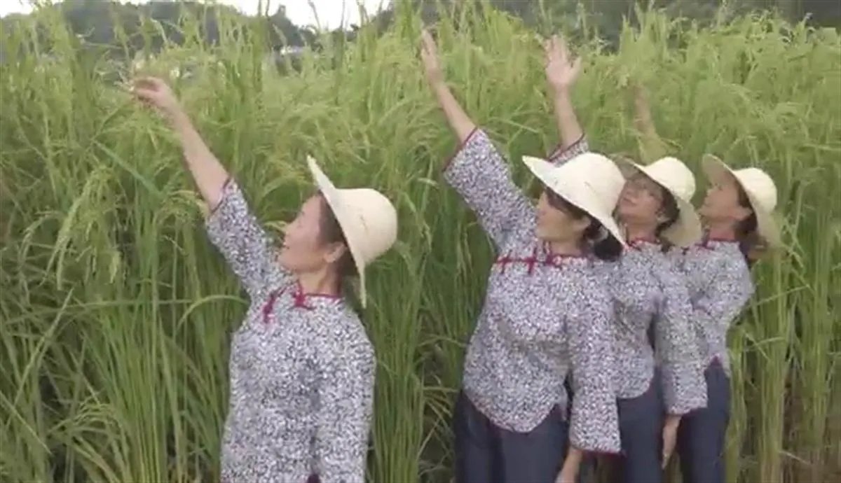 长沙种出2米2巨型稻致敬袁隆平:比成人伸直手臂还高