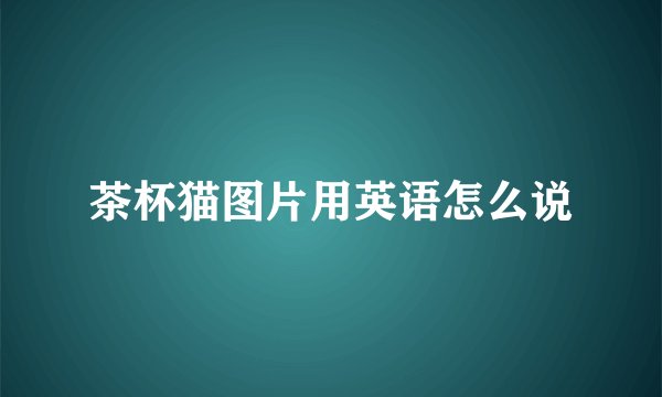 茶杯猫图片用英语怎么说