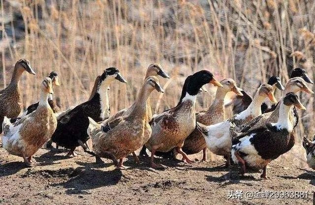 农村人养什么好卖出去?例如:鸡、鸭、羊那些?