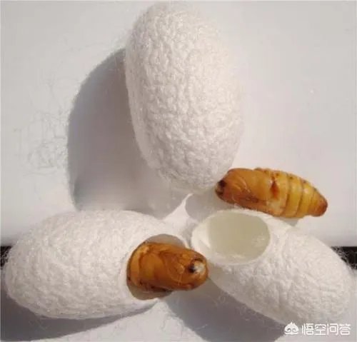 今年春蚕茧价格怎样？