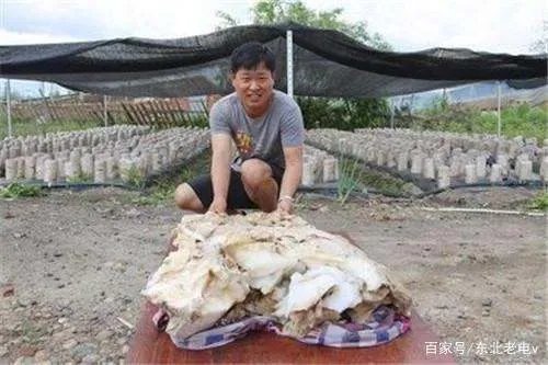 我们常说的“太岁”，到底是什么生物？
