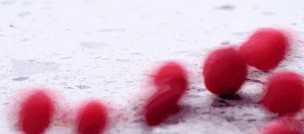 福建哪里的杨梅最好吃?