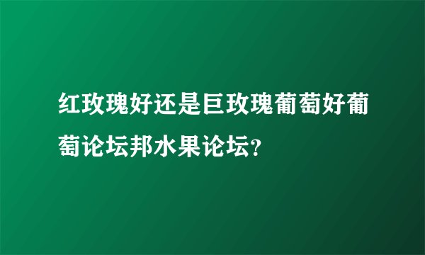红玫瑰好还是巨玫瑰葡萄好葡萄论坛邦水果论坛？