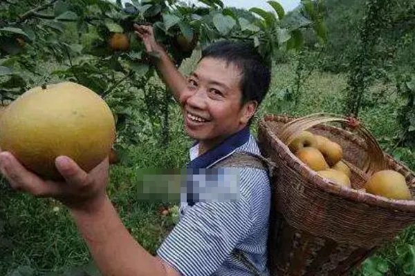 农业致富