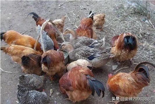 农村人养什么好卖出去?例如:鸡、鸭、羊那些?