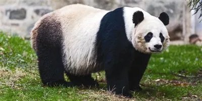 旅美大熊猫美香产下幼崽,大熊猫产后需要怎么照顾?