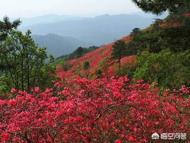 上联:子规啼尽杜鹃红,如何对下联?