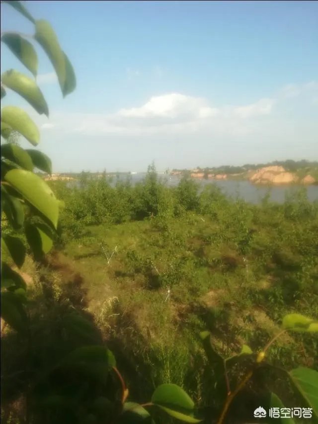 上联:子规啼尽杜鹃红,如何对下联?