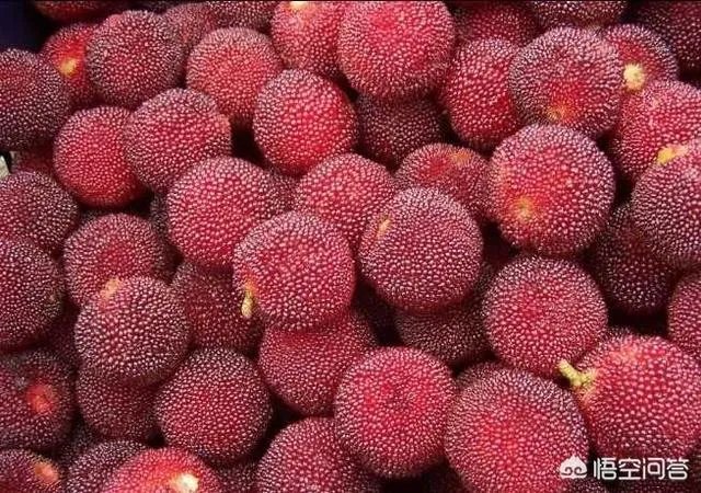 福建哪里的杨梅最好吃?