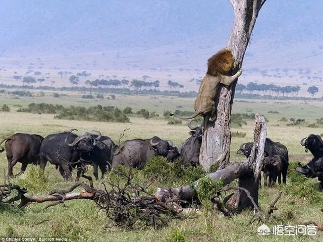 如果在火星发现了生物,人类会有什么反应?
