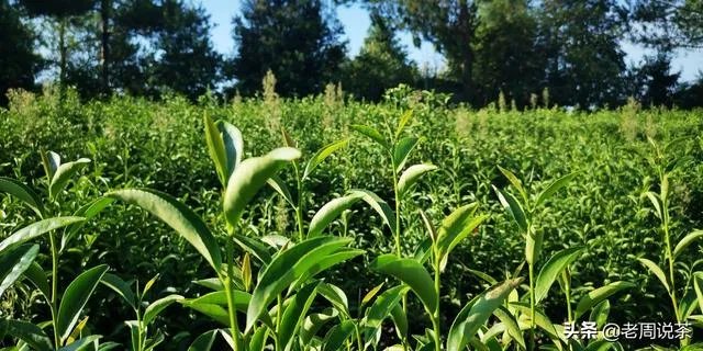 茶友们大家购茶,原产地与经销商你会选哪个?