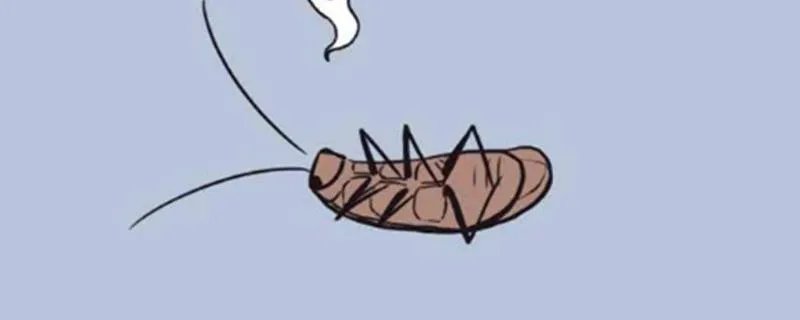 为什么有蟑螂