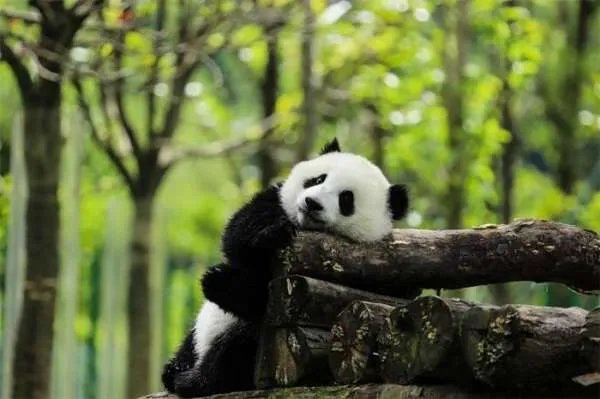 旅美大熊猫美香产下幼崽,大熊猫产后需要怎么照顾?