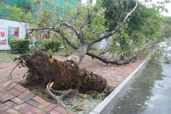 台风“美莎克”预计在什么时候登陆黑龙江？