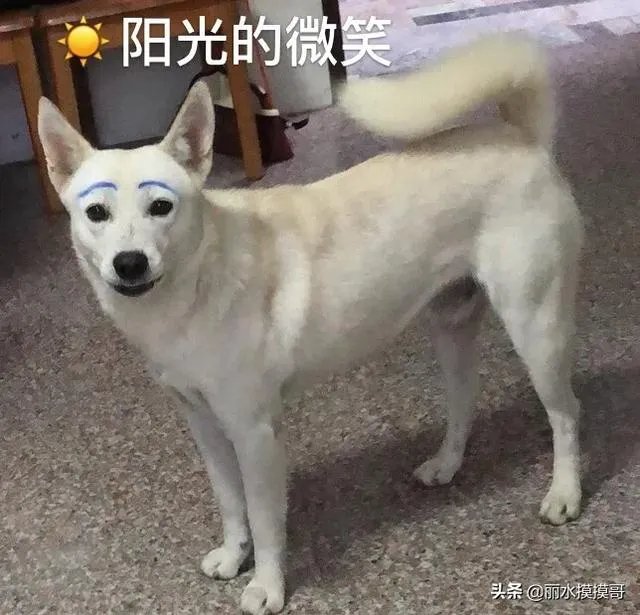 你和你的宠物如何一起跨年迎接2020?