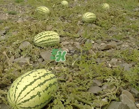 石头瓜什么时候上市?石头瓜多少钱一斤?