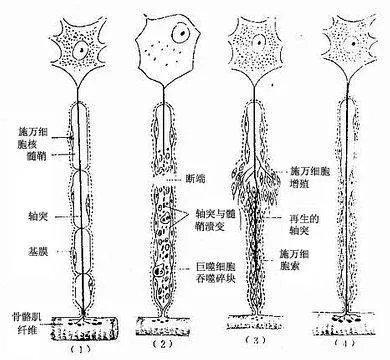 施万细胞的介绍