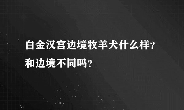 白金汉宫边境牧羊犬什么样？和边境不同吗？