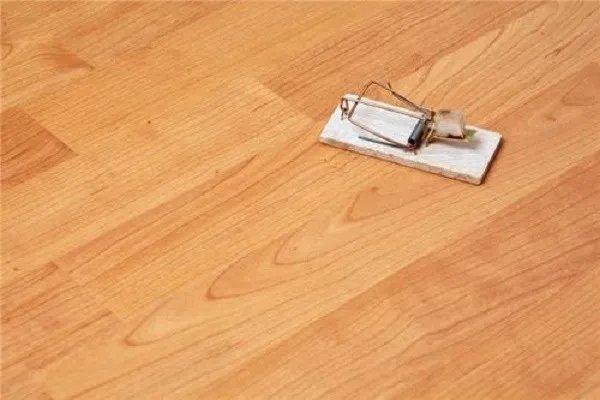 江西大余灭鼠一只奖励5元,为何人类一直灭鼠,但老鼠依然是四害之一?
