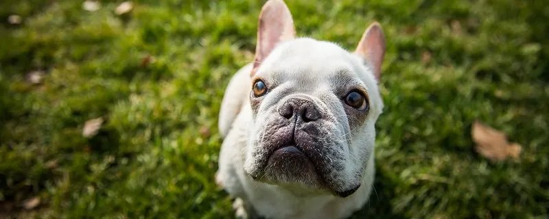 如何训练八哥犬听话 八哥犬的优点
