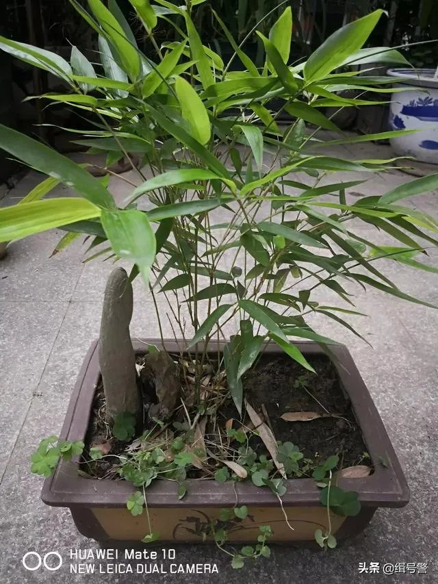 让大家来欣赏一下你做的竹盒景吧?