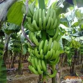 现在香蕉行情怎么样?
