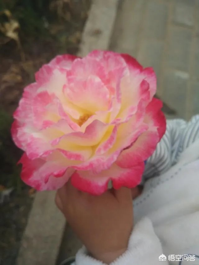 如何快速回奶?