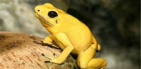 印度出现大量金黄色青蛙,这是不是外星生物呢?