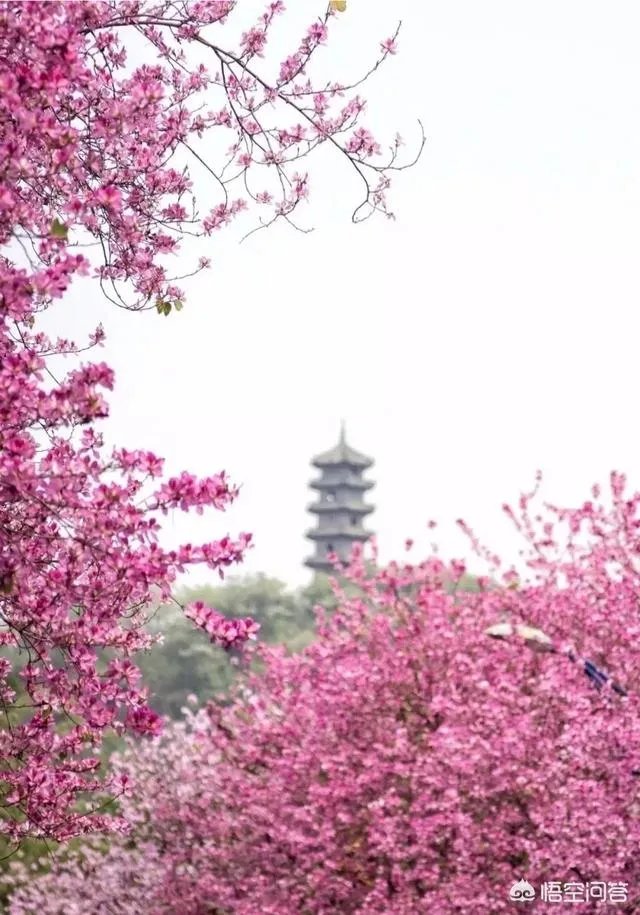 广西柳州紫荆