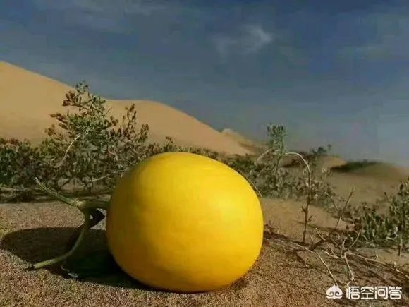 沙漠胶水真的能治好沙漠吗?