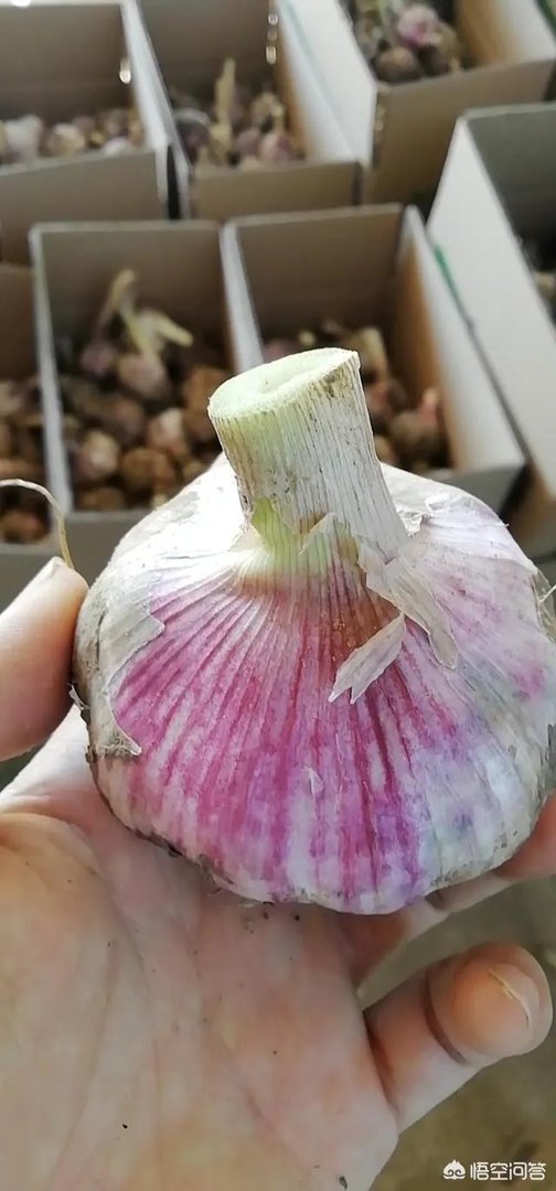 大蒜陆续上市,今年下半年我国大蒜价格会一直突飞猛进吗?