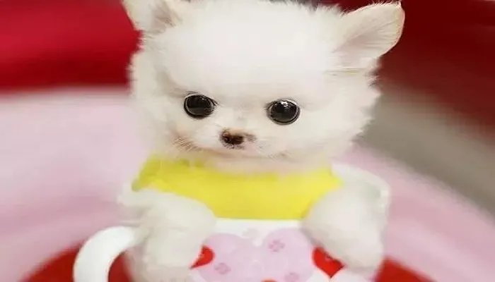 茶杯犬怎么样好养吗 如何养好茶杯犬