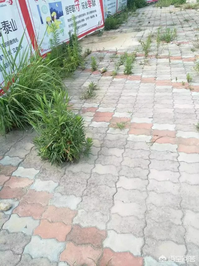 广西柳州紫荆