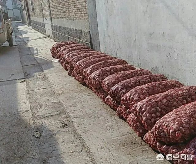 大蒜陆续上市,今年下半年我国大蒜价格会一直突飞猛进吗?