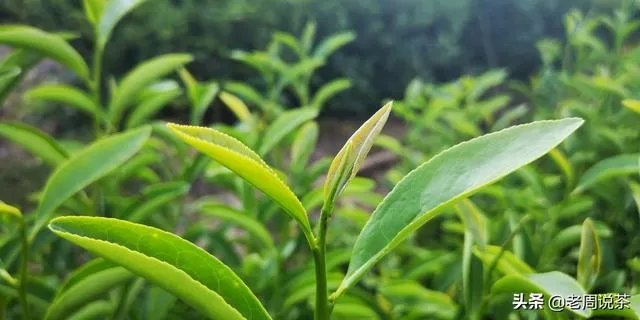 茶友们大家购茶,原产地与经销商你会选哪个?