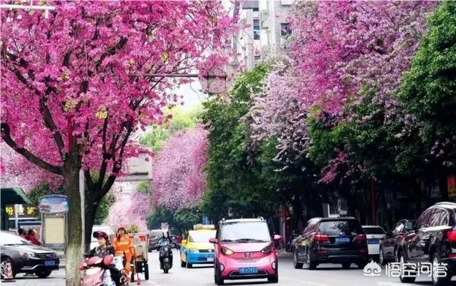 广西柳州紫荆