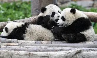 秦岭受伤大熊猫唐唐回家了,放归自然对它有什么意义?