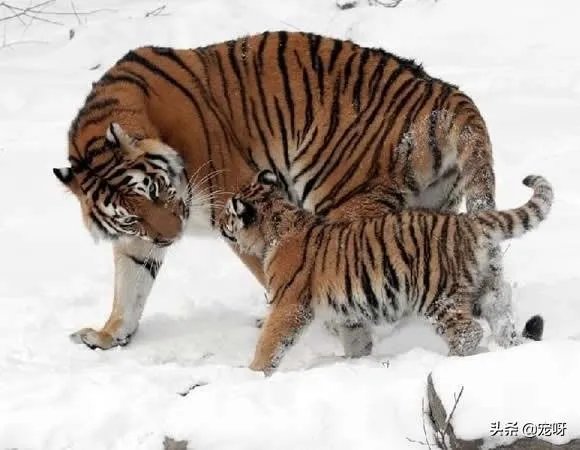 如果给三只藏獒吃了兴奋药,可以打败一只东北虎吗?为什么?