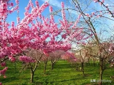 现在每天除了网课还能怎么消遣？