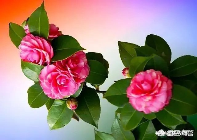网上有人质疑云南王子清是伪慈善,你怎么看?