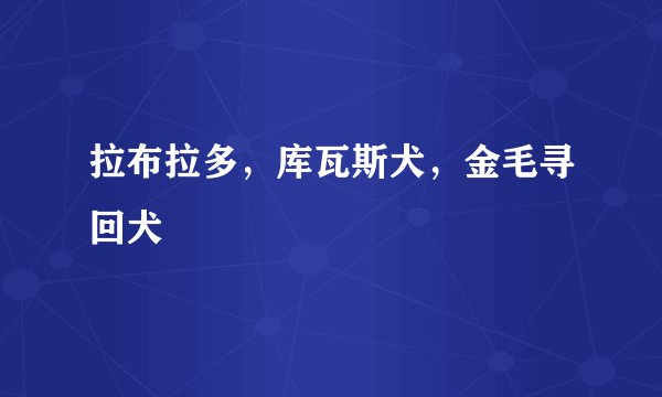 拉布拉多，库瓦斯犬，金毛寻回犬