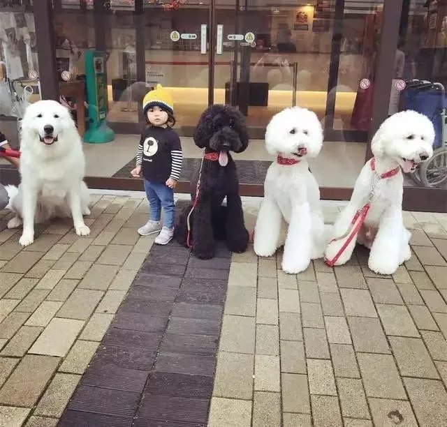 什么宠物狗会照看小朋友